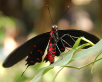 Сделайте приятное своей даме сердца – подарите ей бабочку,  символ легкости и красоты, и поверьте, вы будете вознаграждены великолепной благодарной улыбкой!